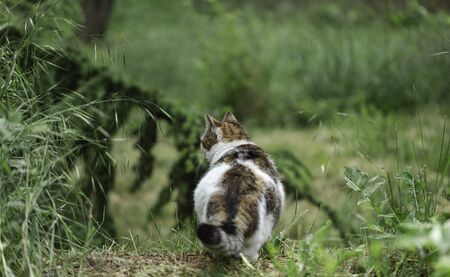 White cat with gray and red spots sits on the grass near the bushes.