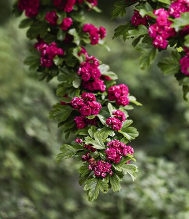 Spring time. Blooming decorative hawthorn with pink small flowers. Selective focus.
