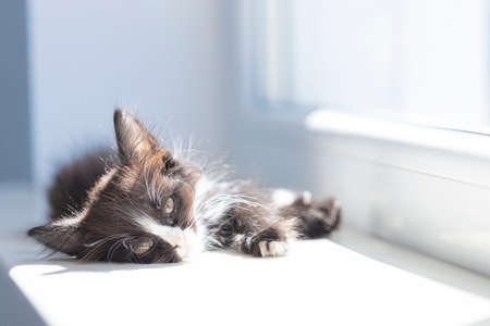 Small funny black and white kitten (1.5 months) sits on the windowsill near the window. Selective...