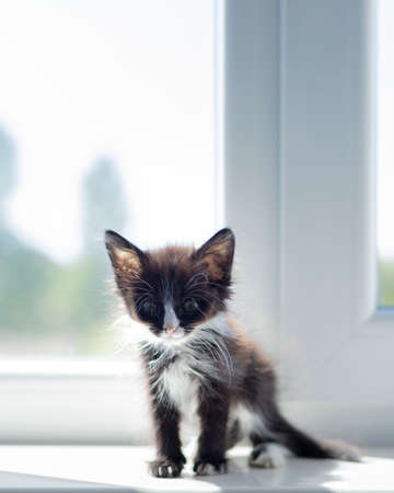 Small funny black and white kitten (1.5 months) sits on the windowsill near the window. Selective focus.の写真素材