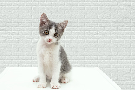A small kitten sits on a curbstone. Against a white brick wall.の写真素材