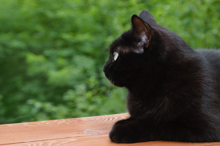 A black cat is sitting on the nature. Close-up.の写真素材