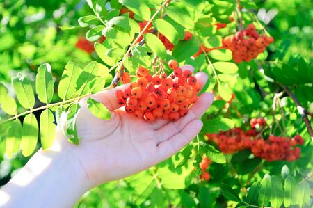 Hand of a caucasian girl reaches for rowan berries. Sunny summer day. Close-up.の写真素材