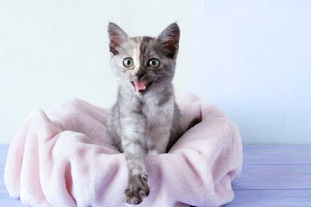 A small gray kitten with an open mouth sits on a pink plaid. Against the background of a white wall.
