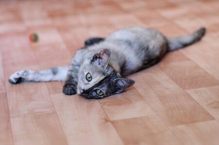 A small gray kitten lies on the floor in the room. Ball game.の写真素材