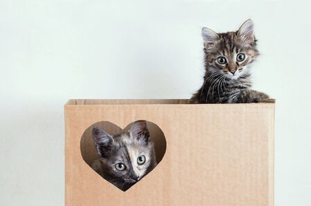 Two gray little kittens playing in a brown box. Close-up.の写真素材