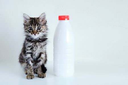 Portrait little gray kitten is sitting next to a plastic bottle of milk. White background. Look at the camera.の写真素材