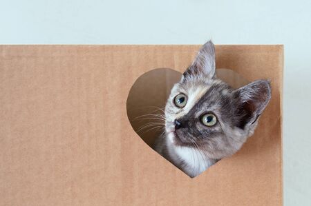 Gray little kitten playing in a brown box. Looks out through a heart-shaped window.の写真素材
