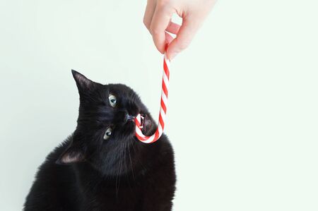 Black cat nibbles Christmas caramel cane on a white background. Close-up.の写真素材