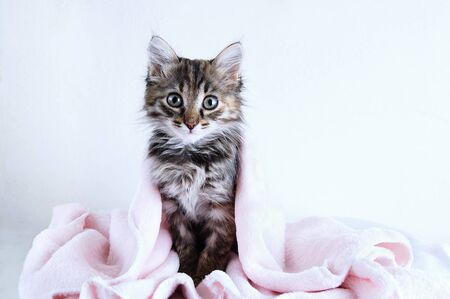 A small gray kitten sits covered in a pink plaid on a white background.