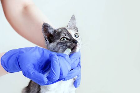 A veterinarian in gloves is drinking medicine from a syringe of a gray kitten. Vet clinic. Close-up.