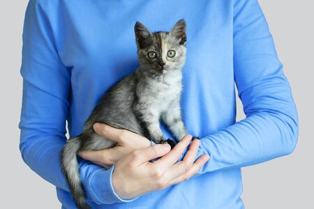 Small gray kitten in the arms of a caucasian woman on a white background.の写真素材