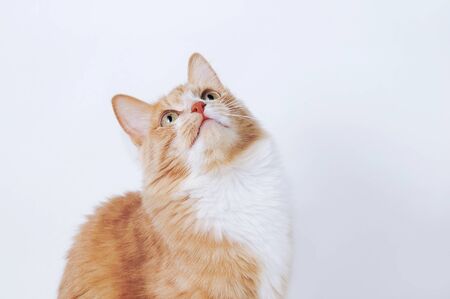 Red kitten closeup sitting on a white background. Looking up.の写真素材