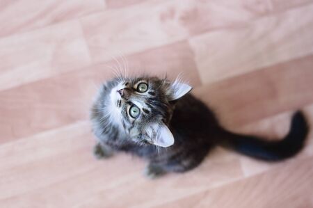 Gray little kitten sitting on the floor in the room. Look at the camera.の写真素材