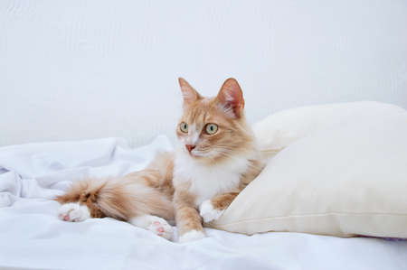 Beige young cat lying on a pillow on a white sheet.の写真素材
