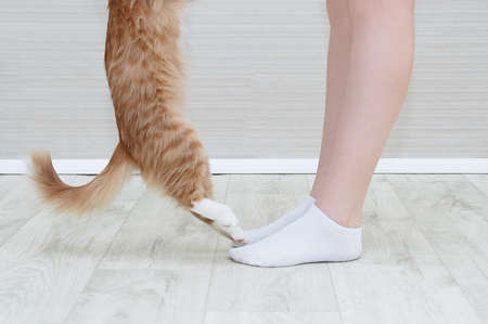 Legs of a Caucasian woman in white socks and paws of a beige cat in a room interior side view.の写真素材