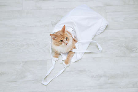 Zero waste concept. A beige cat on the floor of a room with a white cotton bag.の写真素材