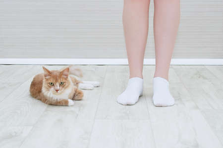 Legs of a Caucasian woman in white socks and a beige cat sitting on the floor in the interior of the room.の写真素材
