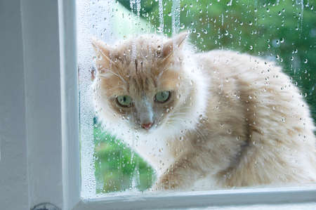 Beige kitten outside the window on the street through drops on the glass.