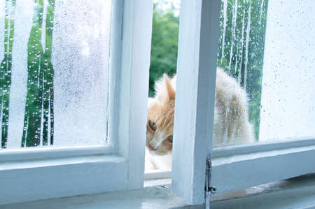 Beige kitten outside an open window on the street through drops on the glass.の写真素材