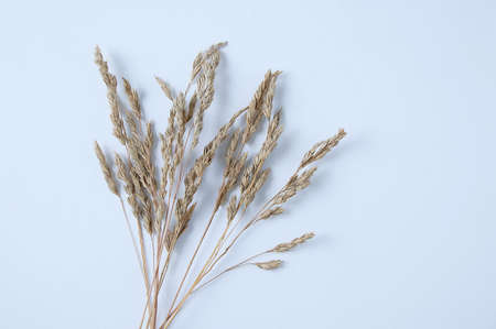 Annual meadow bluegrass. Wild herb dried flowers on a white background. View from above.