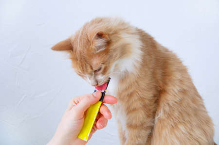 A Redhead cat eats a treat from a package in the hand of a Caucasian woman.の写真素材