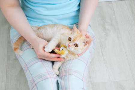 A small beige scottish kitten lies in the lap of a Caucasian woman.の写真素材