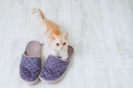 A small beige Scottish kitten is playing on the floor of the room with slippers.