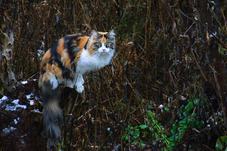 Large Maine Coon cat outdoors in the afternoon in autumn.