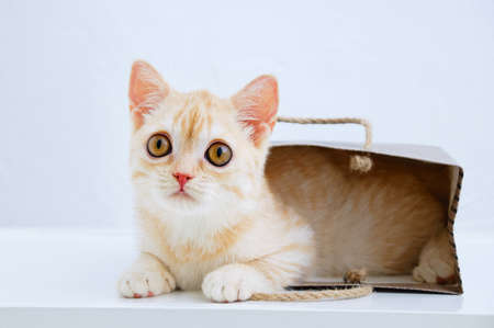 A small beige Scottish kitten close-up lies in a paper bag. White background.の写真素材