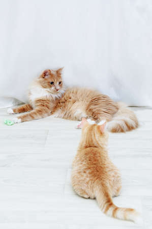 Two beige cats are playing on the floor of the room.の写真素材