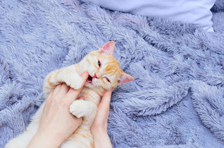 A small red Scottish kitten bites the hand of a Caucasian woman.