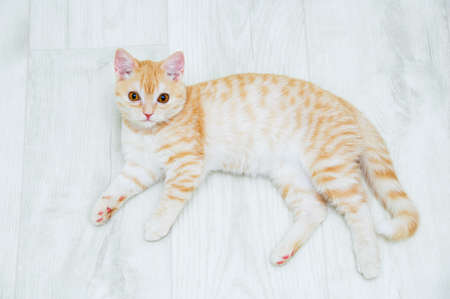 A ginger Scottish kitten lies on the floor in the room.の写真素材