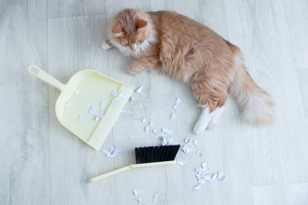 Garbage and ginger cat lying on the floor next to a brush and a scoop.の写真素材