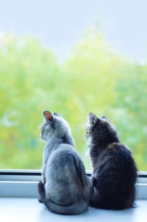 Two little gray kittens sitting on the window sill during the summer day.の写真素材