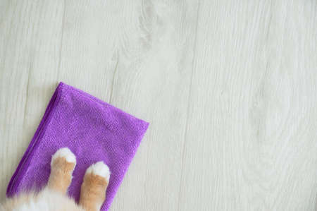 Cat paws on a purple cleaning rag. White wooden background. View from above.
