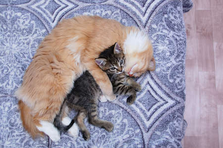 Cat family. A small gray kitten and an adult cat are lying in an embrace on the bed.