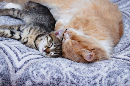 A small gray kitten and an adult cat are sleeping close up lying on the bed.