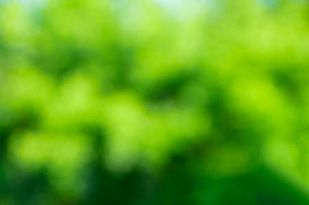 Blurred background of green foliage in summer sunny day.の写真素材