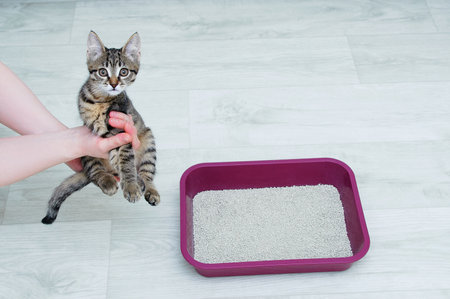Cat litter training for a little kitten. Kitten in the hands of a Caucasian woman.の写真素材