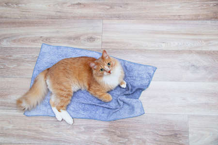 Ginger cat lying on a gray rug on the floor of the room. View from above.の写真素材