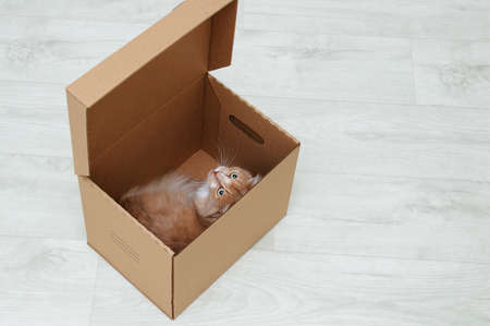 The ginger cat lies in a cardboard box in the room. Looking towards the camera.の写真素材