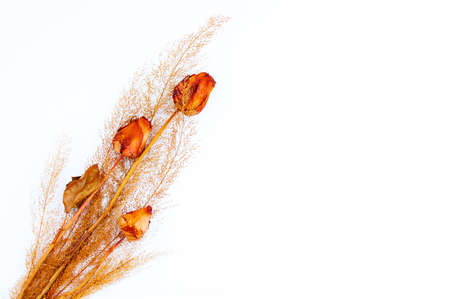 A bouquet of dried roses and a branch of dried flowers on a white background. Place for your text.の写真素材