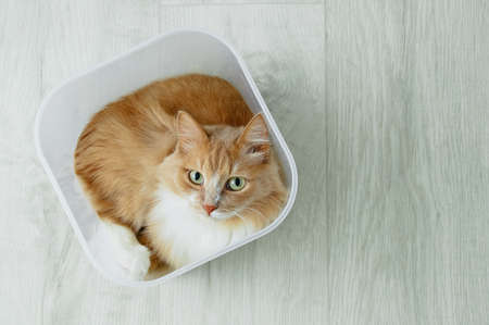 Ginger cat sitting in a plastic container on the floor of the room. Looking into the camera.の写真素材