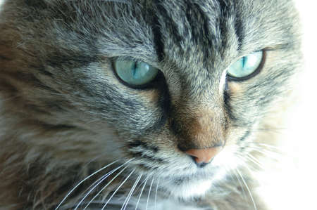 Close-up portrait of a gray fluffy cat.