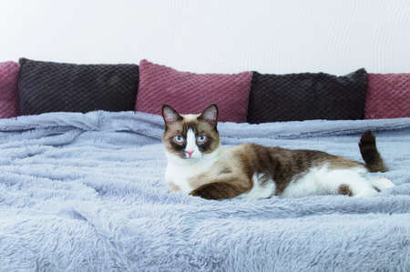 Purebred snowshoe cat lying on a bed on a fur plaid.