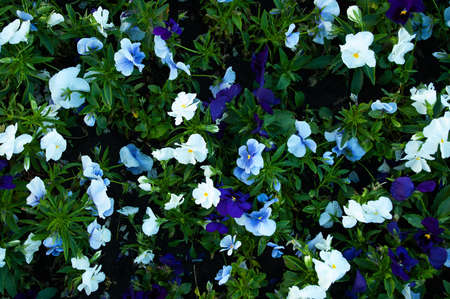 Blue and white flowers of Ipomoea annua in a flowerbed close-up.