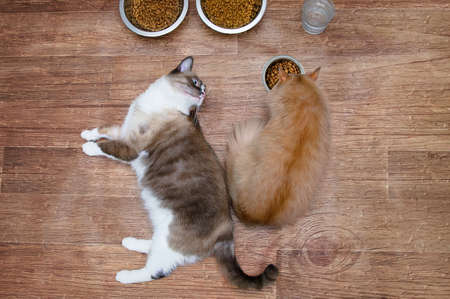 Two cats lying down eat on the floor from bowls of cat food.の写真素材