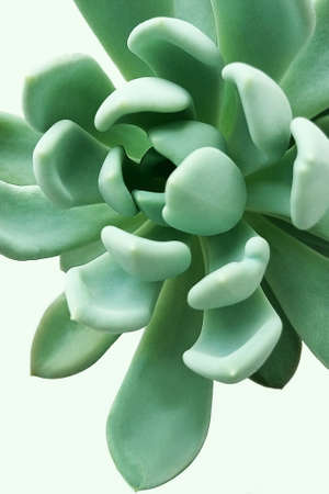 Leaves succulent echeveria flower closeup. white isolate.の写真素材