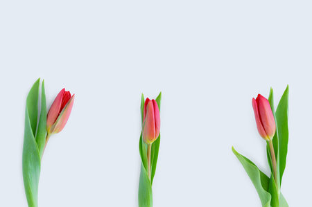 Three red tulips on a white background. Place for text.